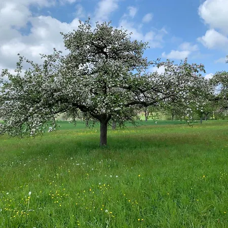 Traube, Ludwigshafen, Bodensee, Seenah Gelegen 2*
